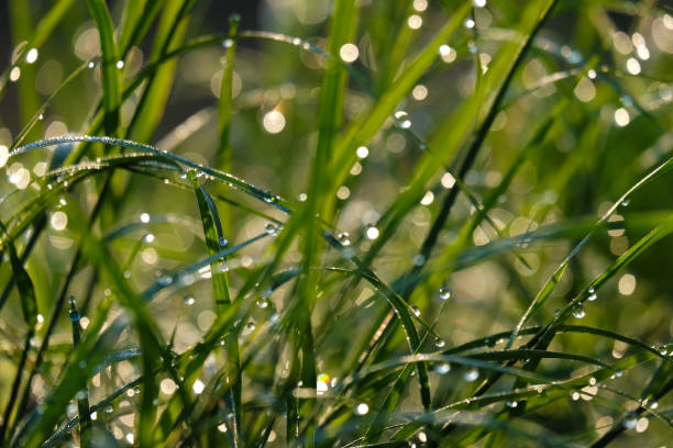 istock Nature background of dew drops on grass in morning light 900093482