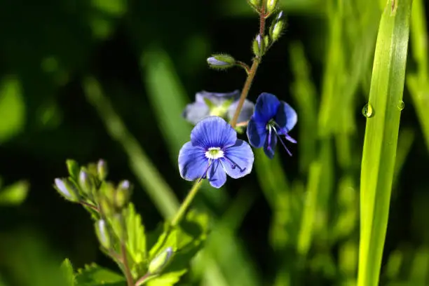 The veronica chamaedrys flower growing on a summer meadow.