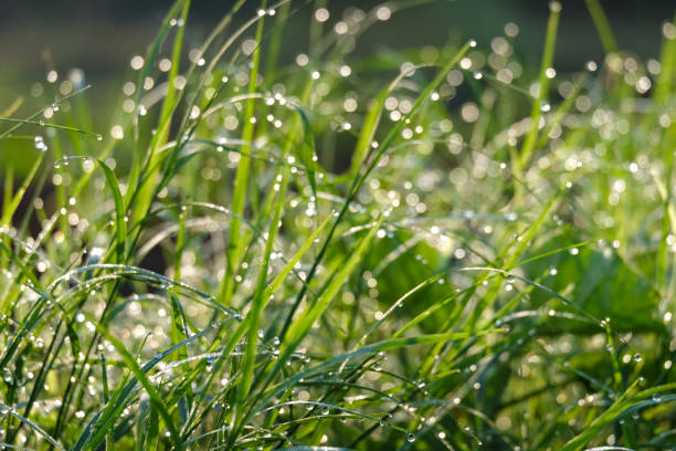 istock Nature background of dew drops on grass in morning light 900093526