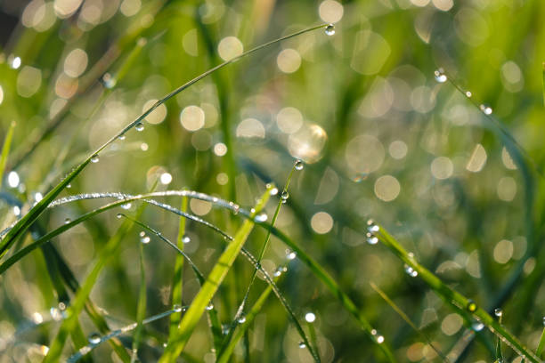 istock Nature background of dew drops on grass in morning light 900093550