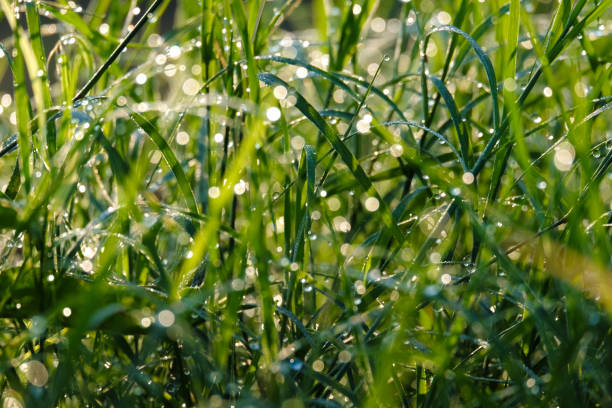 istock Nature background of dew drops on grass in morning light 900093556