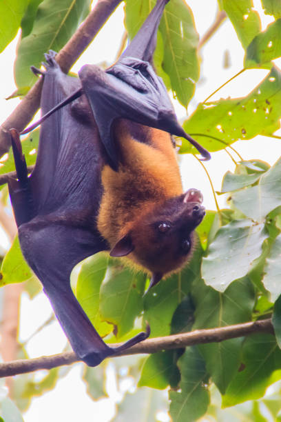 istock Lyle's flying fox,  Pteropus vampyrus, Pteropus lylei or Khangkao Maekai (Hen Bats) in Thai language at Wat Po, Bangkla, Chachoengsao, Thailand. 900093686