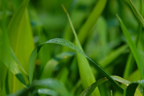 istock Morning Dew drops on wheat leaf in the farm field - winter 900093816