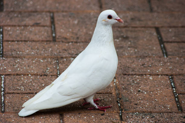 istock White dove walking on the plaza. 900096976