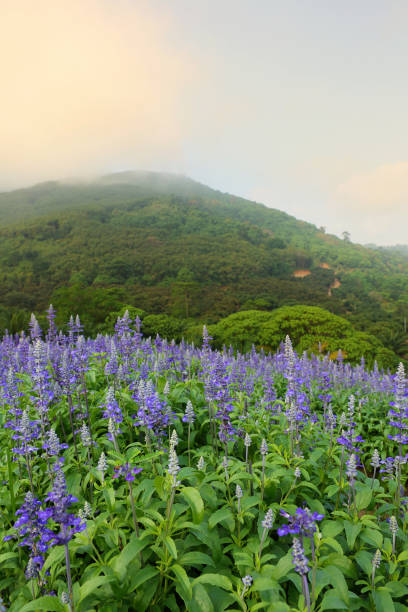 istock Lavender purple flowers on field, Thailand 900097208