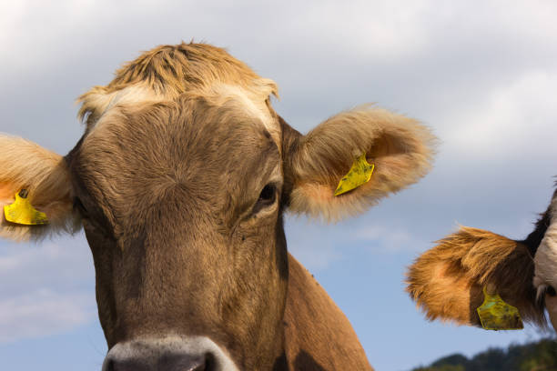 istock bavarian style cows on green field and blue sky 900100530