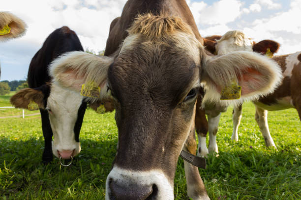 istock bavarian style cows on green field and blue sky 900100574