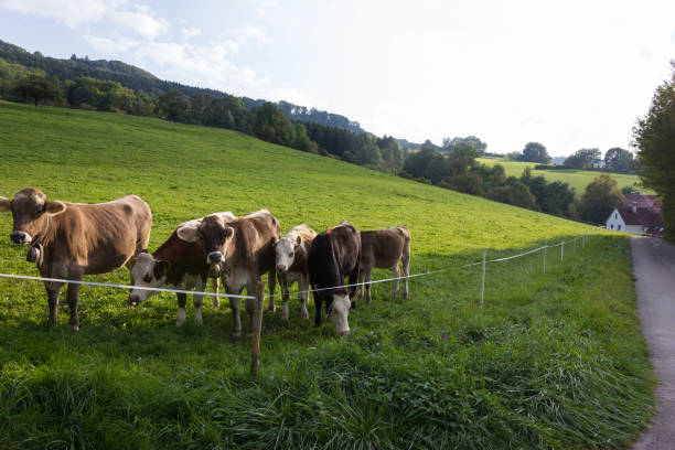 istock bavarian style cows on green field and blue sky 900103304