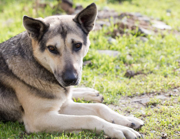 istock Dog Outdoors 900103776