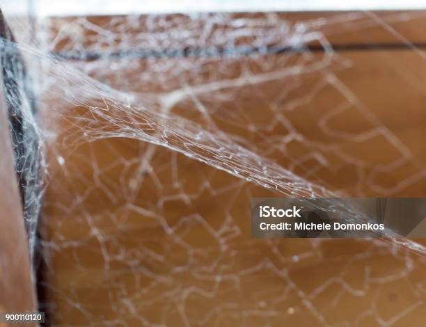 Arachnid Web Stock Photo - Download Image Now - Abandoned, Arachnophobia, Australia