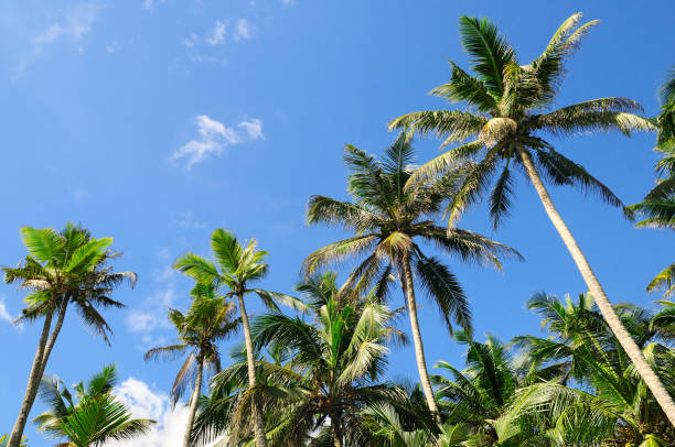 istock Tropical palm trees against the blue sky. 900111134