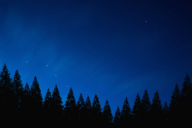 Wonderful view of mysterious night sky above the coniferous forest