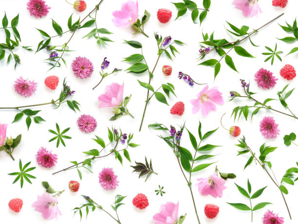istock Composition pattern from plants, wild flowers and red berries, isolated on white background, flat lay, top view. 900111934
