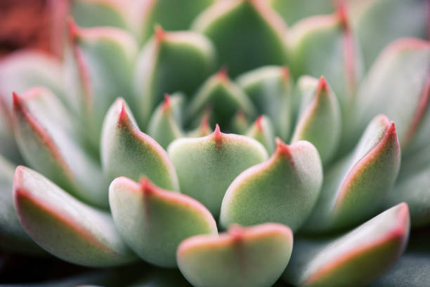 istock Close up of succulent plants backgruond 900114012