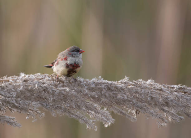 istock Red avadavat or Red Munia 900114820