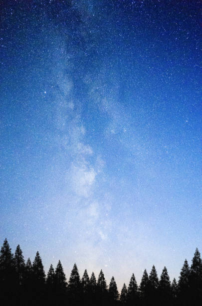 istock Mysterious night sky above the coniferous forest 900114974