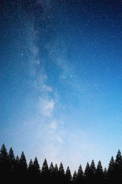istock Mysterious night sky above the coniferous forest 900115616