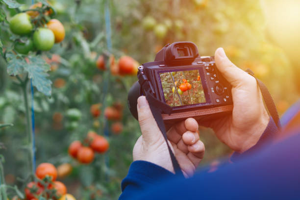 turista toma foto de tomates - jardinería fotos fotografías e imágenes de stock