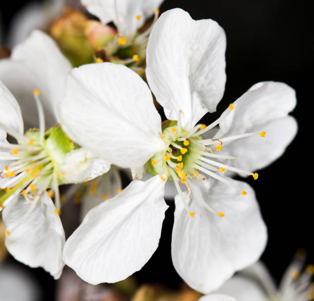 istock White cherry flowers on a black background 900123220
