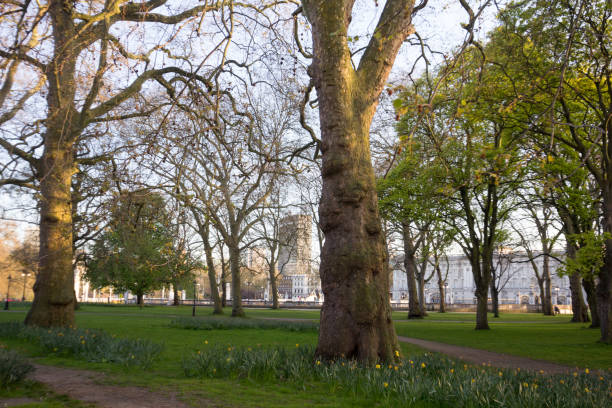 istock Green Park in Westminster, London 900123426