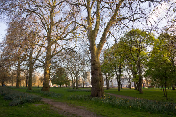 istock Green Park in Westminster, London 900123448