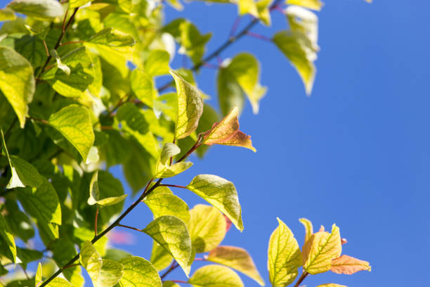 istock leaves on a tree against the blue sky 900123620