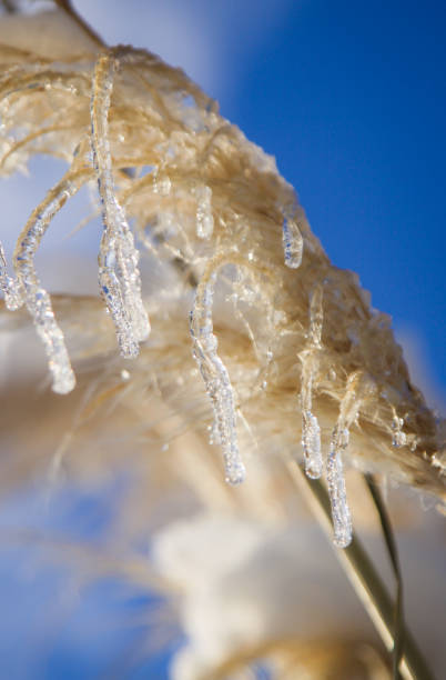 istock snow plants frozen in winter 900126290