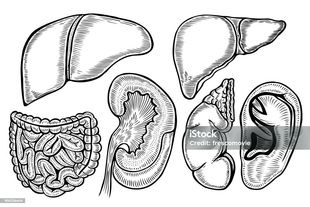 Método Abundantemente tempo Ilustración de Parte Del Sistema De Las Visceras Sanas y más Vectores  Libres de Derechos de Anatomía - Anatomía, Aorta, Arteria - iStock