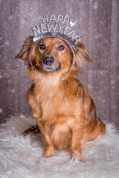 istock funny dog celebrating new year 900130424