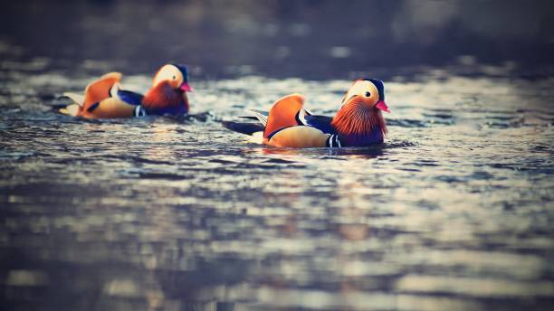クローズ アップ男性オシドリ (aix かも) 反射と水の水泳します。野生に住んでいる美しい鳥。 - duck pond mandarin red ストックフォトと画像