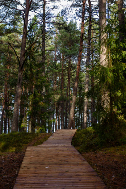 istock old wooden boardwalk covered with leaves in ancient forest 900152298