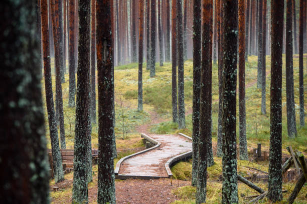 istock old wooden boardwalk covered with leaves in ancient forest 900152322