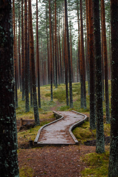 istock old wooden boardwalk covered with leaves in ancient forest 900152344
