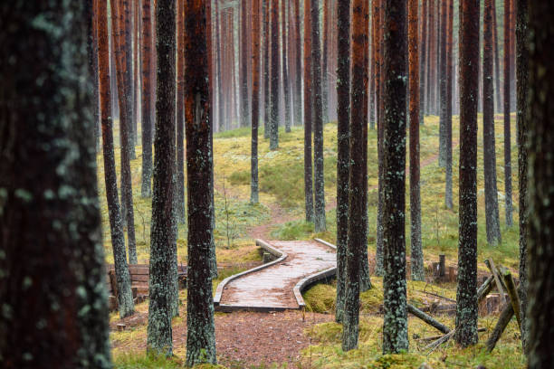 istock old wooden boardwalk covered with leaves in ancient forest 900152352