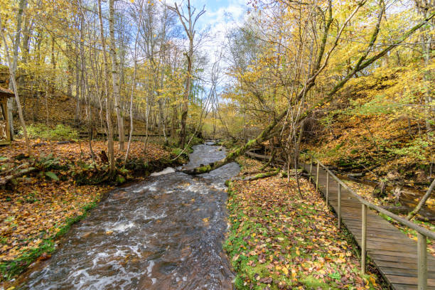 istock old wooden boardwalk covered with leaves in ancient forest 900153328