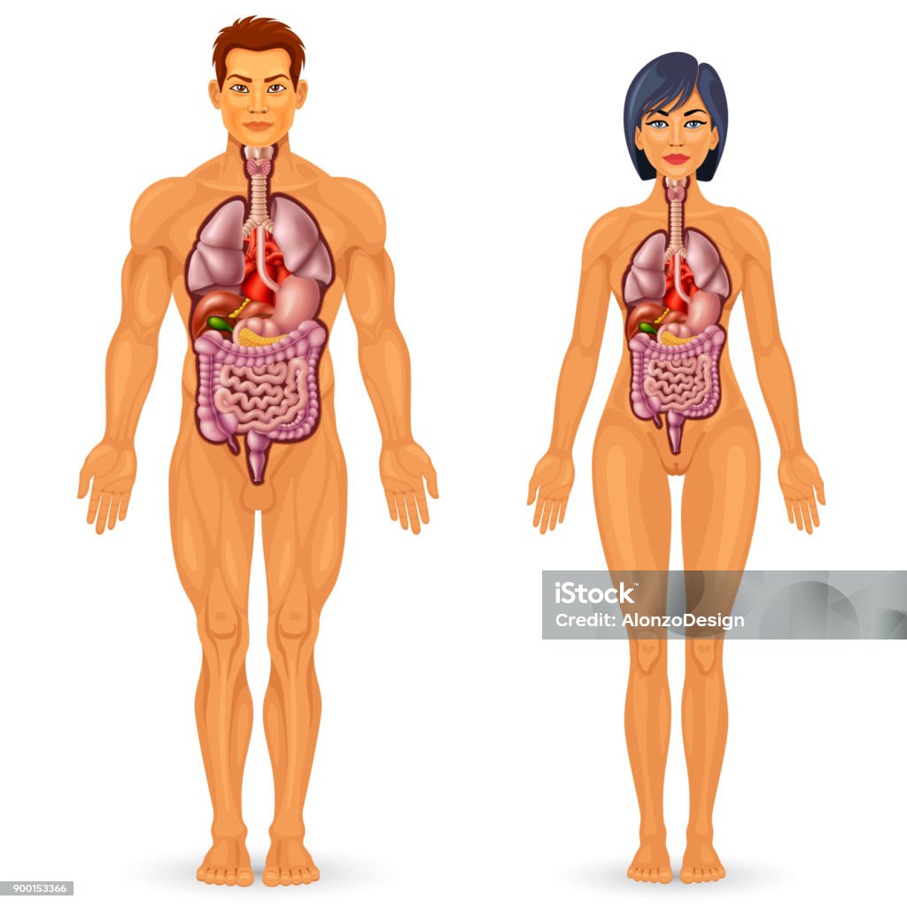 Menselijk Lichaam Organen Anatomie Stockvectorkunst En Meer Beelden Van  Inwendig Orgaan - Inwendig Orgaan, Mannelijke Gelijkenis, Vrouwelijke  Gestalte - Istock
