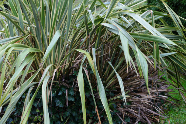 istock palm leaves close-up 900164724