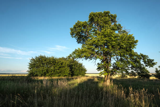 istock crown of big tree on foreground lighting by sun  with deep shadows on grass/blue sky on background/horizontal 900168272