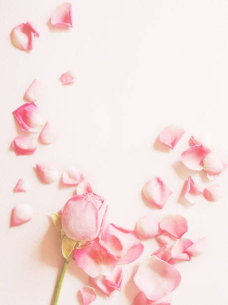 istock Roses and rose petals on a textured paper pink background. 900172432