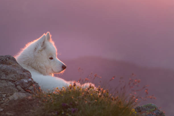 istock Beautiful white samoyed dog standing on a rock 900179856