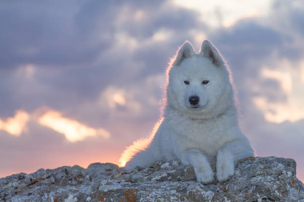 istock Beautiful white samoyed dog standing on a rock 900179858