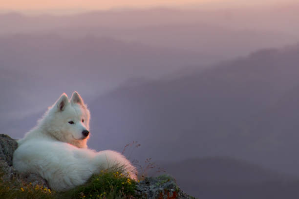 istock Beautiful white samoyed dog standing on a rock 900179866