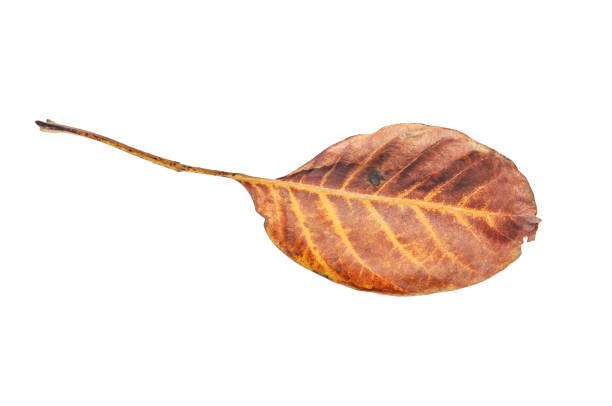 istock Autumn brown leaf form park isolated on white background 900181044