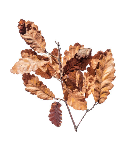istock Autumn brown tree branch isolated on white background 900181118