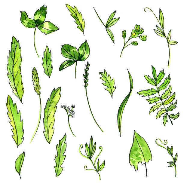 istock watercolor doodle green leaves and plants 900181496