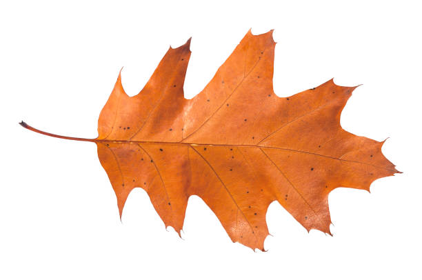 istock Brown leaf from autumn tree from park isolated on white 900184610