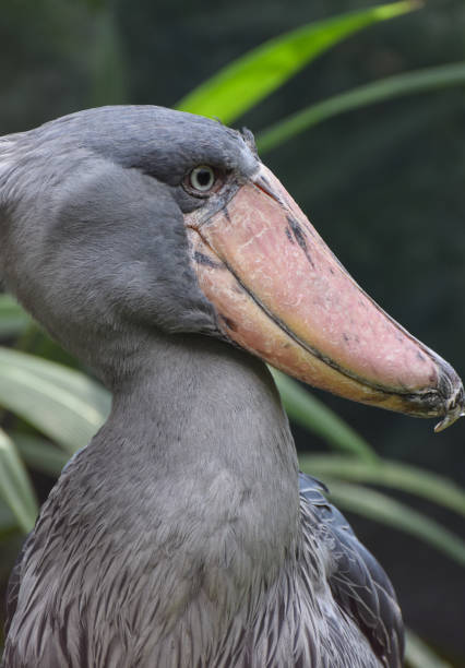istock Shoebill portrait 900184738