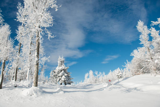 istock Snow Covered Trees On Field Against Blue Sky, Europe 900185364