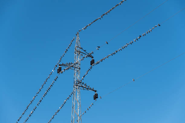 istock Power line electricity tower with hundreds of birds 900188664