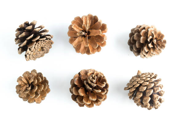 istock big set of cones various coniferous trees isolated on white 900189260